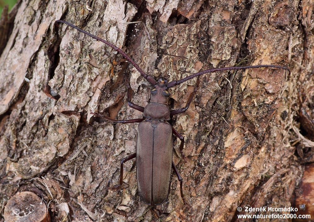 tesařík drsnorohý, Aegosoma scabricorne (Scopoli, 1763), Aegosomatini, Cerambycidae (Brouci, Coleoptera)